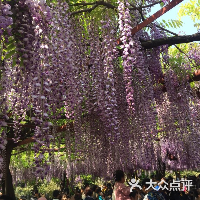 嘉定紫藤園圖片-北京公園-大眾點評網