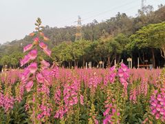 -顺峰山公园