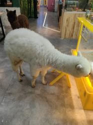 -神奇动物撸宠馆·羊驼·小浣熊·异宠(豫园店)