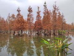-白鹭湾湿地公园