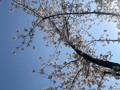 -顾村公园