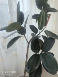 -HEYAN荷妍专业脱毛连锁机构