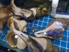 潮汕响螺-金龙·打边炉(武进路店)