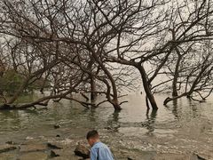 -宝安西湾红树林湿地公园