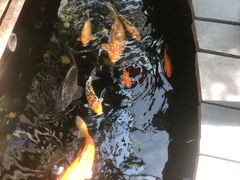 -上海大自然野生昆虫馆(东方明珠·爬宠昆虫探索中心)