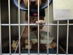 -瑞鹏宠物医院·爱宠堂(环西分院)