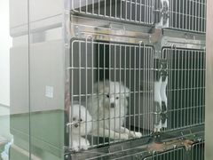 -宠福鑫康馨动物医院·骨科·眼科