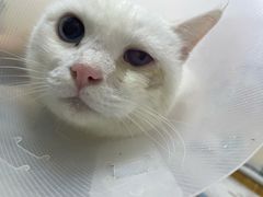 -芭比堂宠物医院·全科爱猫医院·仁德分院