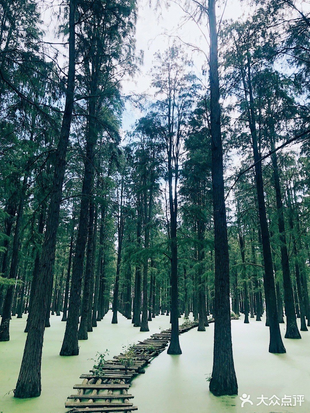 扬州｜超适合拍照的水上森林🌲