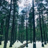 扬州｜超适合拍照的水上森林🌲