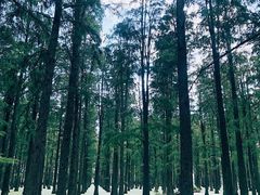 -渌洋湖湿地公园