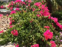 iphone_upload_pic-三亚亚龙湾凯莱仙人掌度假酒店