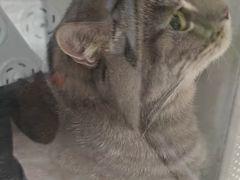 -瑞鹏宠物医院·夜间急症·心超·猫科(祖庙分店)