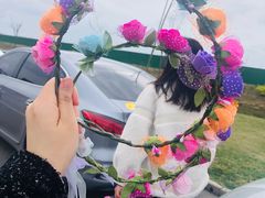 -荷兰花海