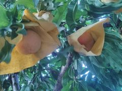 -老袁家蜜桃农场·阳山水蜜桃