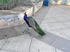 -鄂尔多斯野生动物园