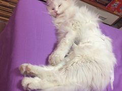 -纳吉亚猫专科动物诊疗中心(蒋宅口分院)
