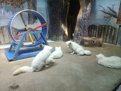 -芜湖新华联大白鲸海洋公园