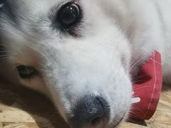 -Husky Go! 哈士奇体验馆·宠物咖啡厅狗咖