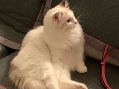 -Bastet sally猫舍购宠(静安店)