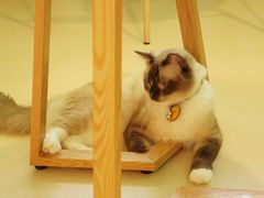 -猫在这儿猫咪咖啡馆·撸猫馆