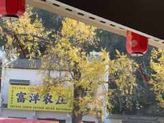 -千年银杏谷文化旅游区