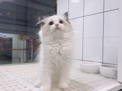-1013 PET SHOP精品宠物商店(丁香店)