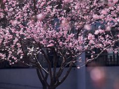 -上海辰山植物园