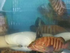 -龙溪海鲜酒家(溪涌店)