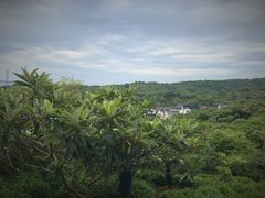 -西山樟坞健康果园枇杷杨梅采摘