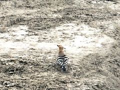 -荷兰花海