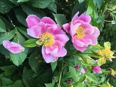 iphone_upload_pic-景山公园