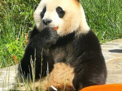 -卧龙中华大熊猫苑神树坪基地
