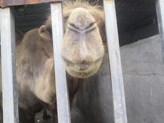 -泉州海丝野生动物世界