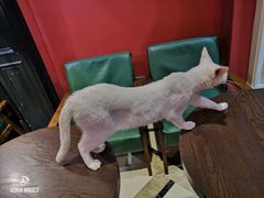 -猫色咖啡·猫咖