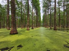 -渌洋湖湿地公园