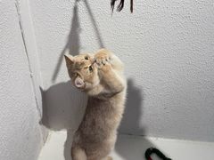 -琪喵猫屋·撸猫猫咖·猫舍