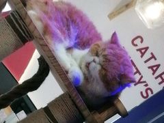 -喵园·猫主题咖啡厅·撸猫·猫咖(国贸店)