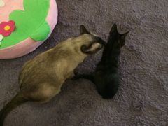 萌喵咖啡屋-萌喵宠狗爱心宠咖