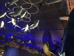 -烟台海昌鲸鲨海洋公园