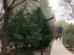 -大望京公园