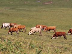 -塞罕坝国家级自然保护区