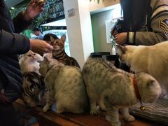 -李小姐の猫咖啡馆(五角场店)
