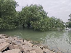 -宝安西湾红树林湿地公园