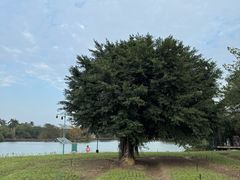 -海珠湖公园
