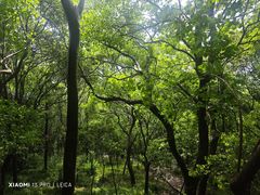 -上海佘山国家森林公园天马山园