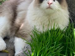 -喵屿·大理花园猫咖