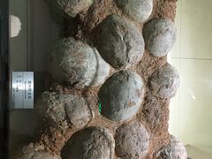 -甘肃地质博物馆