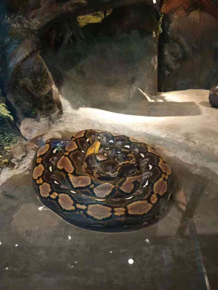 暹罗蛇园-"美蛇搬运工萌萌哒的牛奶蛇是宠物蛇的不二之.