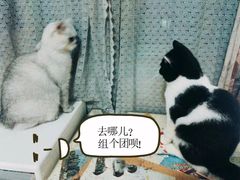 -叹息桥